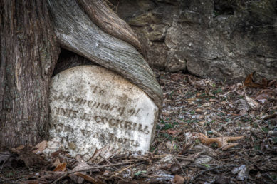 Gravestone surrounded by tree in Aldie Virginia