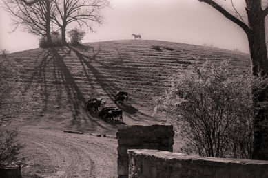 Horse on hillside with cows in foreground in Aldie Virginia