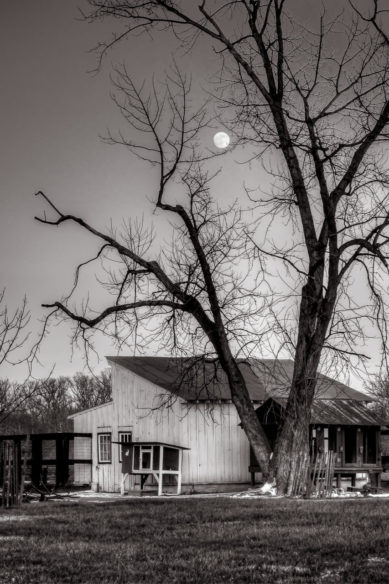 Moon through trees at Frying Pan Farm Park in Herndon Virginia