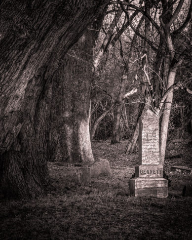 Gravestone with trees surrounding it in Herndon Virginia