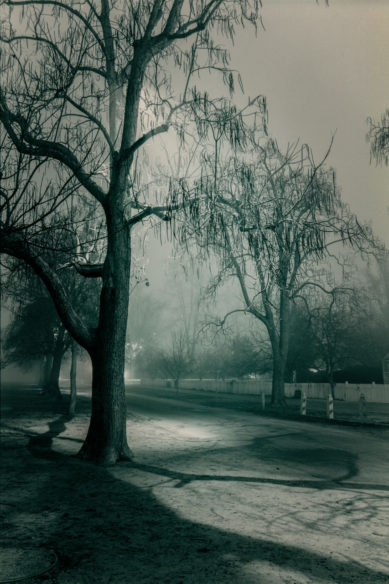 Tree in fog at night in Williamsburg Virginia